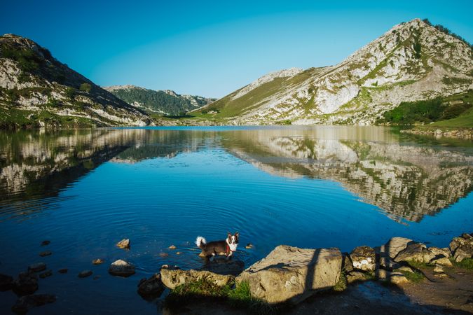 Border Collie dog on lake rocky shore in water against green rocky hills in fair weather