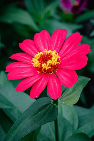 the vibrant beauty of a Cosmos caudatus flower, commonly known as kenikir