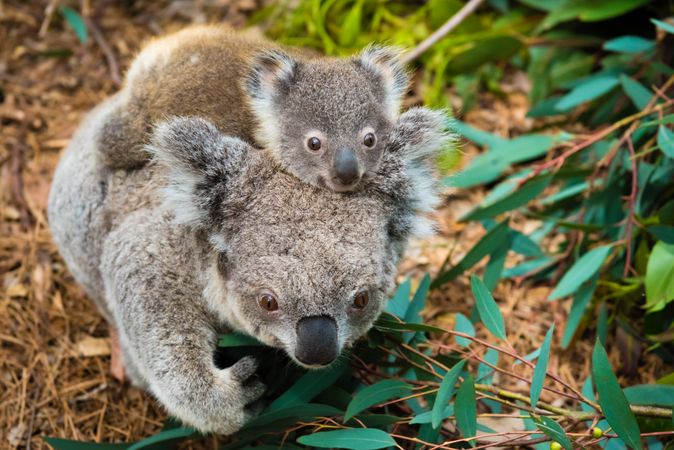Kuala and offspring