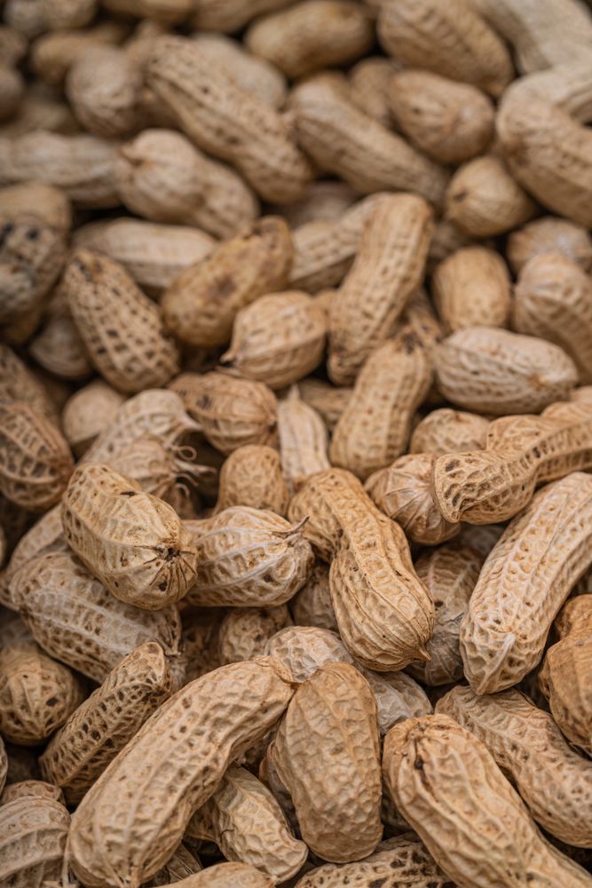 Freshly harvested and sun-dried peanuts
