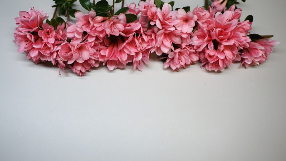 pink flower and blank space