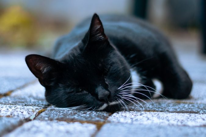 Dark cat lying on textile