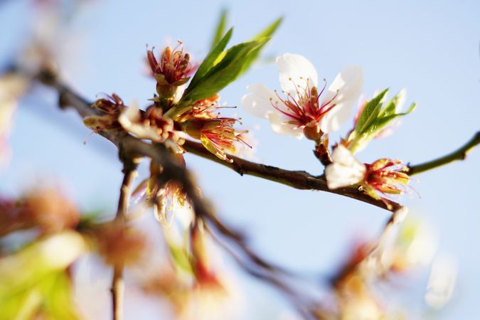 Almond Tree branch with flowers in garden and blue sky