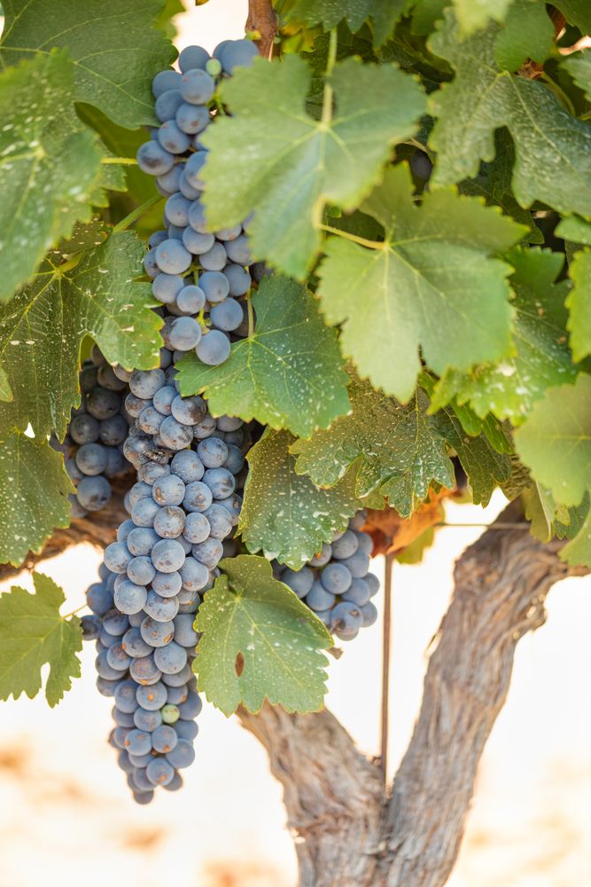 Vineyard with Lush, Ripe Wine Grapes on the Vine Ready for Harvest