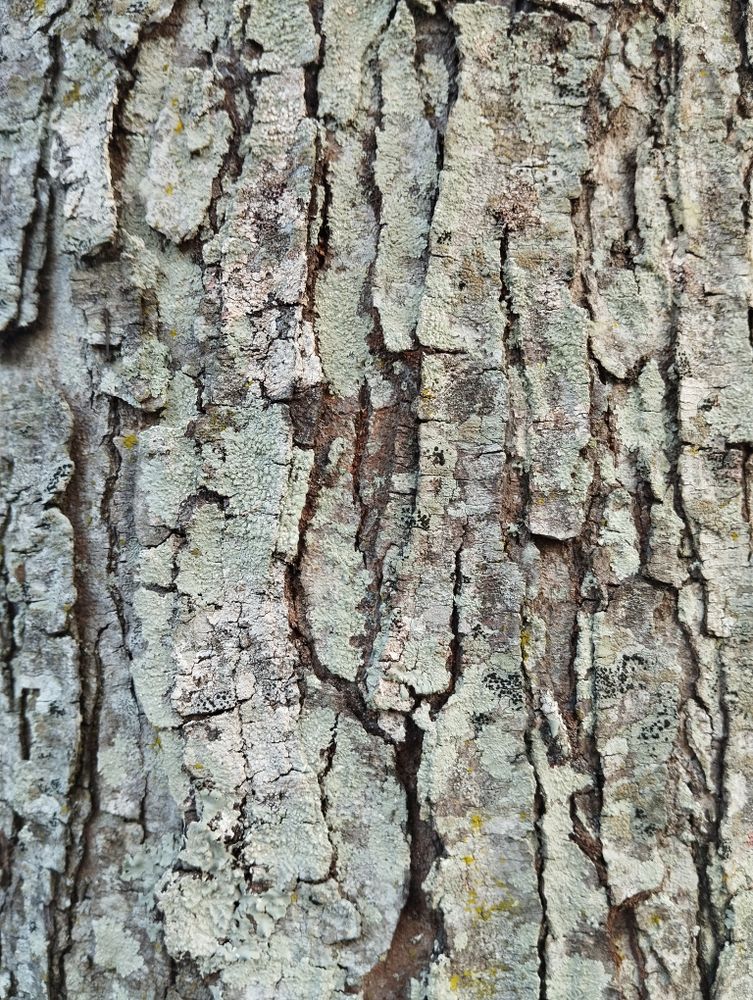 texture of the rough bark of a mahogany tree