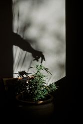 silhouette of a hand clutching a marijuana bud on a gray background.