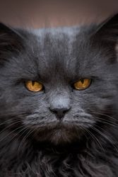 British Semi-longhair cat in close-up