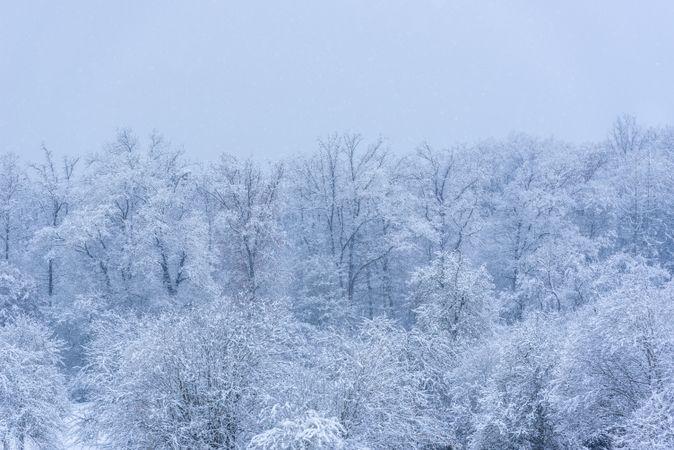 Winter scenery with forest on a blizzard
