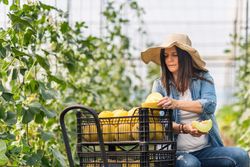Farmer cutting fresh melon in hothouse
