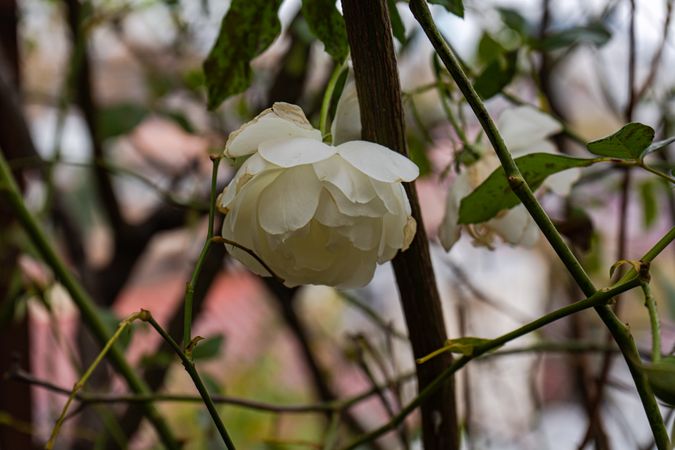 Rose plant flowering in the raining day