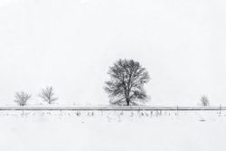 Trees on a road in the wintertime