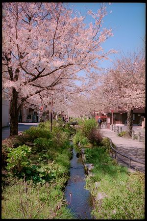 Pink cherry blossom trees surrounding a pathway