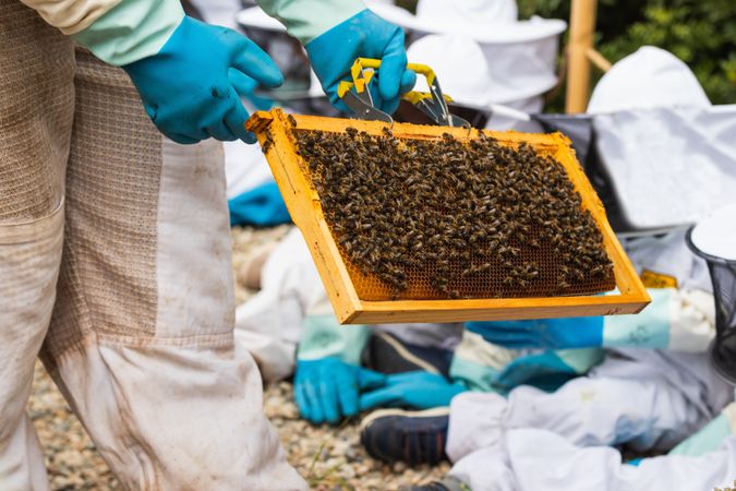 Beekeeper showing honeycomb to group of kids in apiary