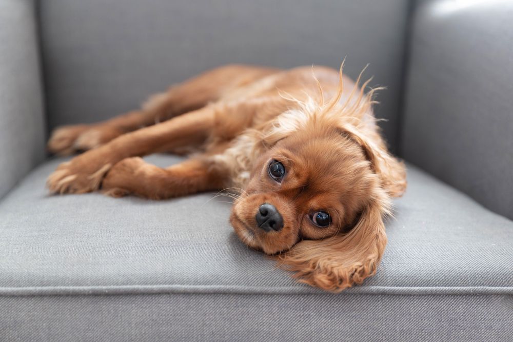 Cavalier spaniel lying down on side on a grey seat