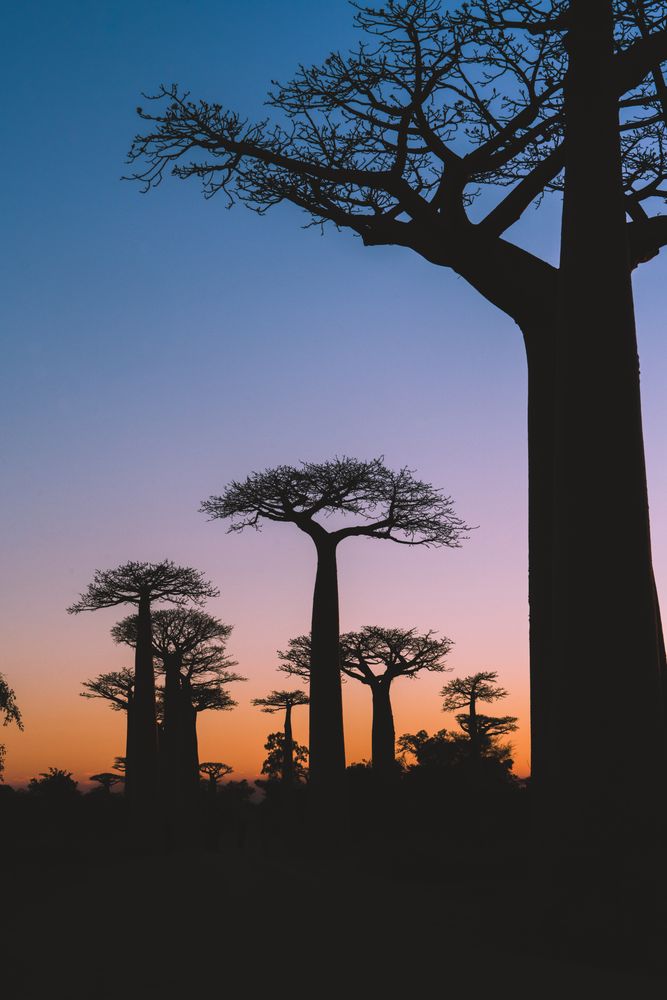 Wonderful sunset among giant baobabs