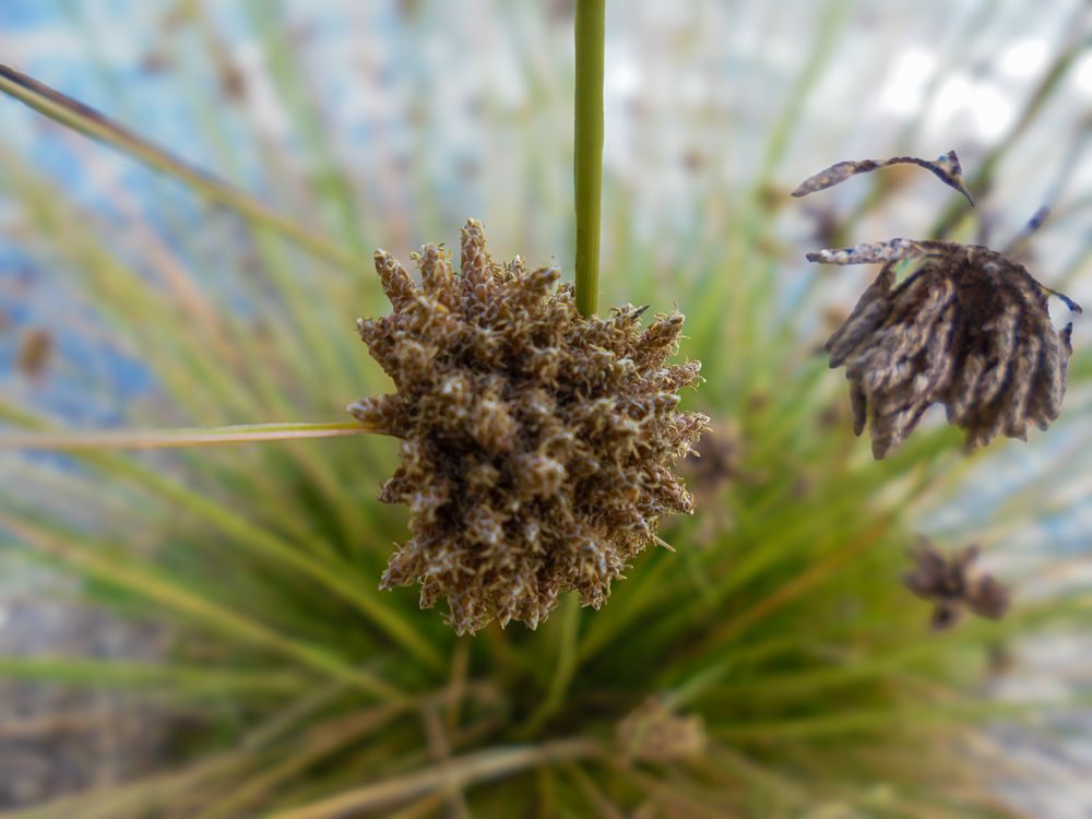 Bolboschoenus maritimus