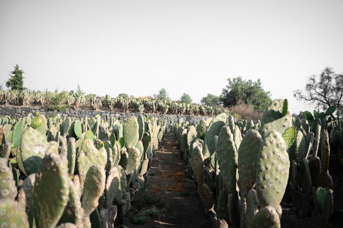 Landscape photography of nopal field rows during sunrise