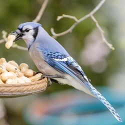 Blue jay bird on brown wooden stick