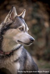 Grey Siberian husky dog in close-up 42zJ74