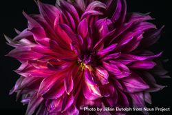 Close up of beautiful dark pink dahlia 0JXYn4