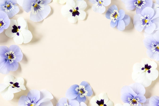 Purple viola flowers framing a neutral background