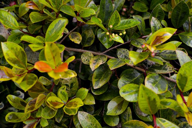 yellow and green leaves in a beautiful garden