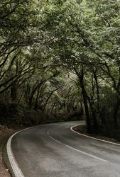 Asphalt countryside road between trees