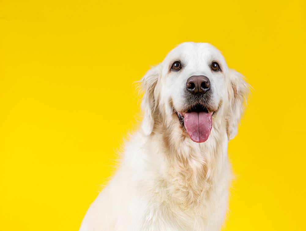 friendly dog with tongue hanging out