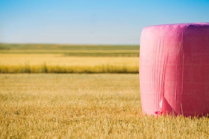 Bales wrapped with pink plastic