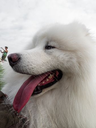 Beautiful dogs at an outdoor dog show.