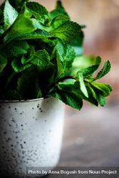 Organic mint leaves growing in ceramic pot bGRvjB