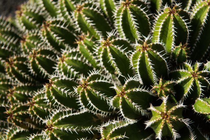 Bunch of prickly cactus