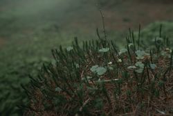 Green sprouts in early spring forest