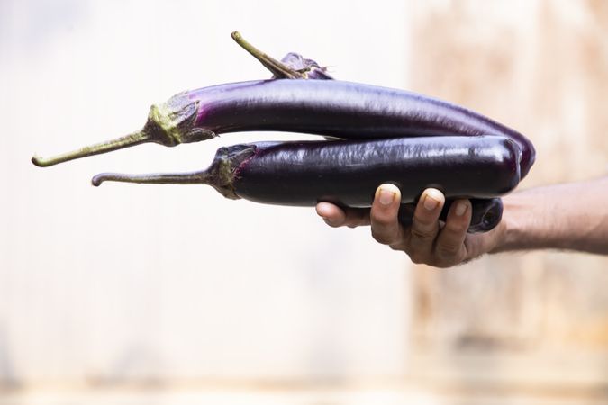 Hand holding fresh organic eggplant with shallow depth of field