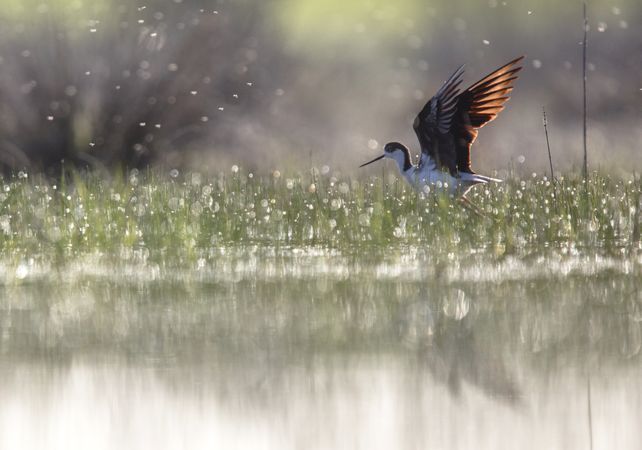 Wild bird walking on water