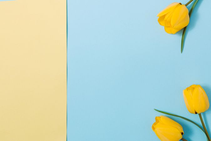 Yellow tulips on blue and yellow background