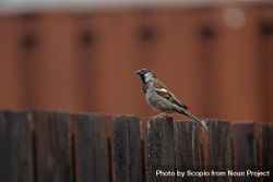 House Sparrow on brown wooden fence 5wAoRb