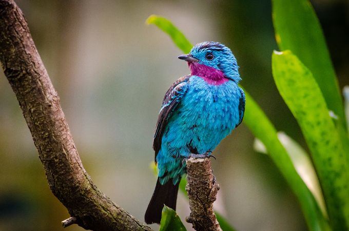 Spangled cotinga (male) perches on branch