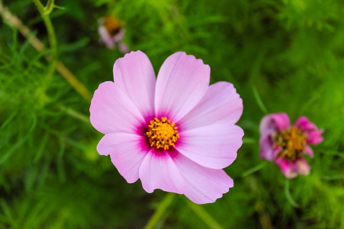 Delicate pink flower growing in field