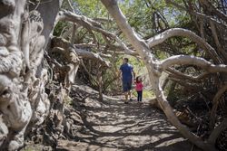 Trees curving over a path a young girl and man are walking along in the forest
