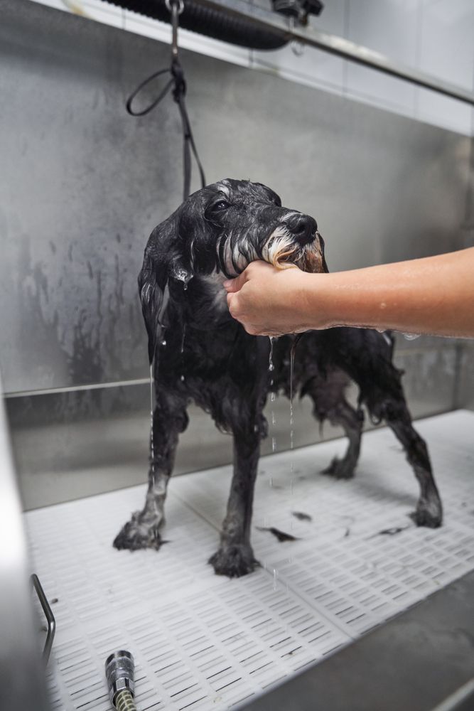 Crop person caressing dog during bathing