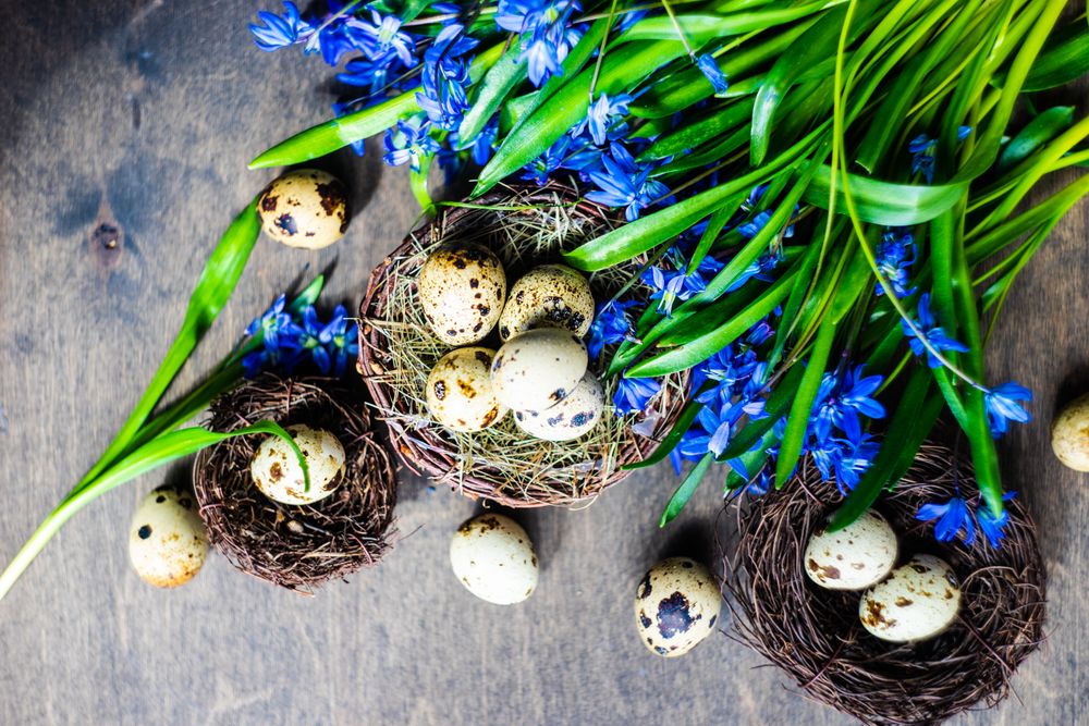 Top view of Easter holiday card concept of nest and speckled eggs on wooden table with blue flowers