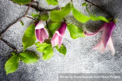 Top view of magnolia blooming creating a floral frame 5XrOrM