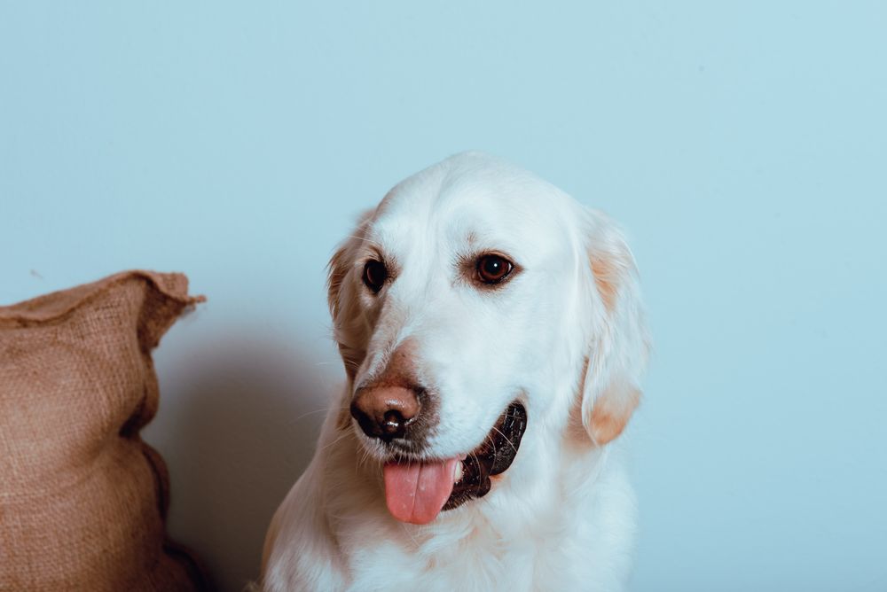 Big Labrador looking at camera