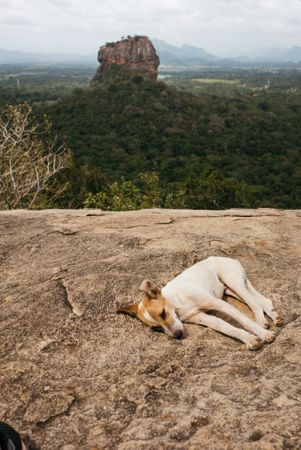 Cute dog resting on rock overlooking forest with butte in background