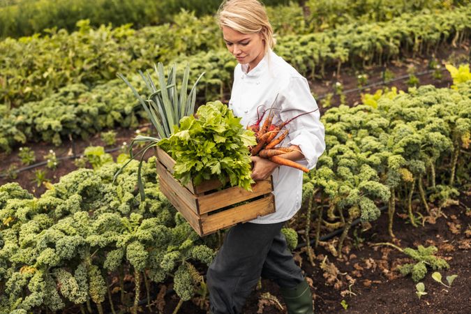 Female chef leaving an agricultural field with a variety of freshly picked vegetables