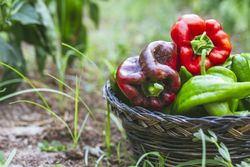 Green and red peppers in basket in garden