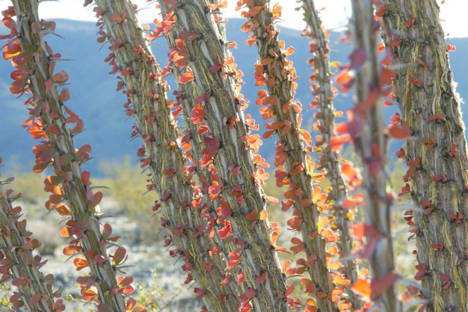 Ocotillo leaves turning red