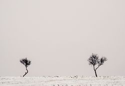 Lonely trees between snowy field and cloudy sky