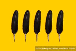 Quill pens on yellow background 4MPnl5